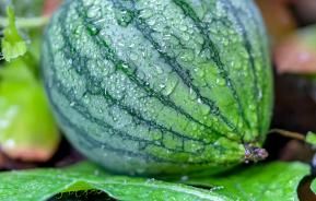 How to grow watermelon