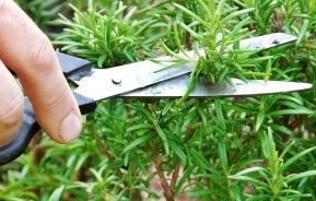 How to grow a herb garden