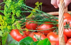 Jardin Potager