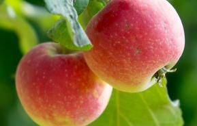 Fruitiers Et Petits Fruits