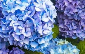 Growing hydrangeas