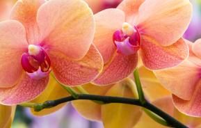 Orchideen
