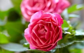 Growing patio roses in pots | Love the Garden