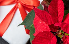 Caring for Christmas houseplants