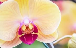 How to grow and care for Orchids