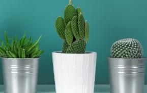 How to look after a cactus plant