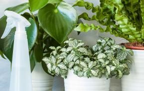 How to make your houseplants happy