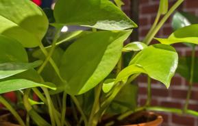 Plant care tips: where to place houseplants