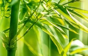 Le Bambou