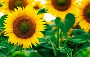  tournesols