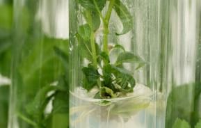 Micropropagation versus traditional plant propagation