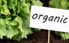 Organic gardening: 10 ways to get started