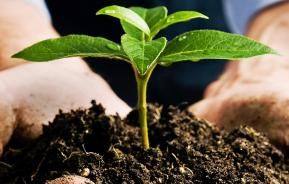 What nutrients do plants need?