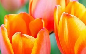 How and when to plant tulips
