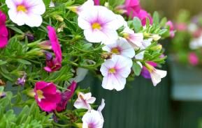 Colourful containers and beautiful baskets