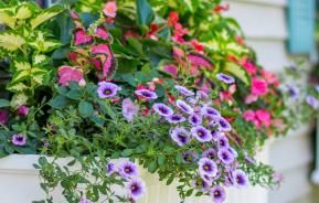 A guide to using pots, tubs and window boxes