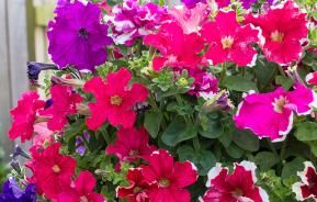 How to plant a hanging basket