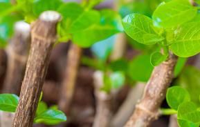 Growing from hardwood cuttings