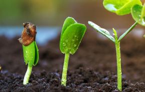 How to germinate seeds | Love the Garden