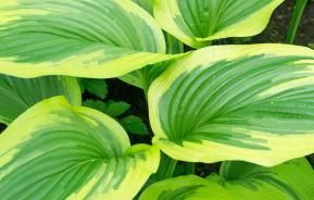 How to split perennials