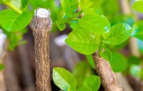 Rooting stems and cuttings