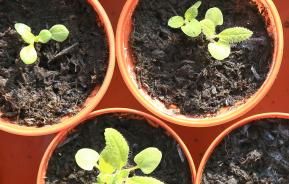 Sowing seeds indoors