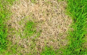 Tackling common lawn problems
