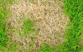 Tackling common lawn problems