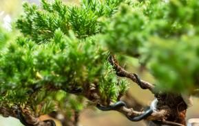 Bonsai tree care