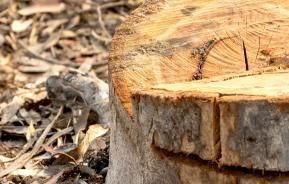 How to remove tough tree stumps and roots