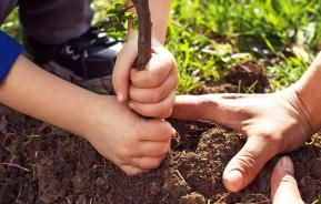 Moving trees and shrubs