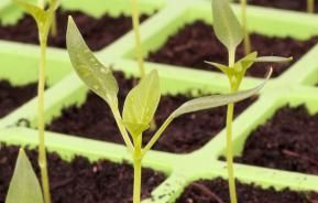 What is propagation and how do I do it?
