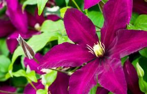 When to prune Clematis