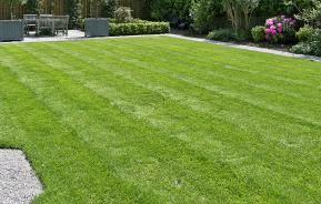 7 lawn care tips