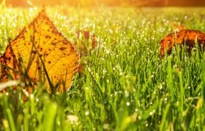 Autumn lawn care guide