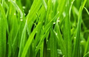 Build a great lawn: a seasonal plan