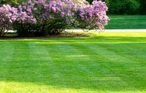 Spring lawn care