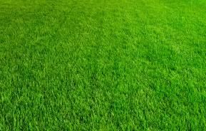 Tips for a better lawn