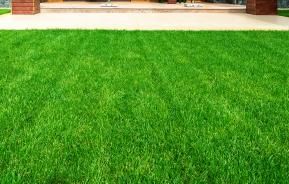 Top dressing a lawn: how and why