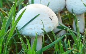 How to get rid of mushrooms on your lawn | Love the Garden