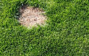 How to repair lawn patches