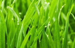 Tips to kick start your lawn