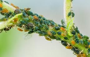Plant stem problems