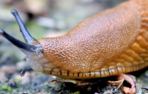 How to get rid of slugs and snails