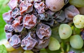 Botrytis