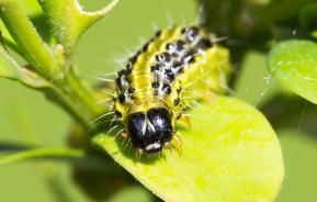 Box Tree (Caterpillar)