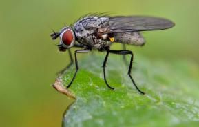 Carrot root fly