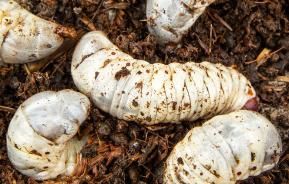 Chafer grubs