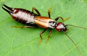 Earwigs