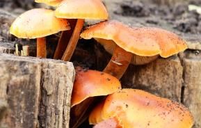 Honey fungus